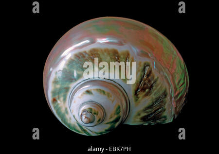 South African turbante, pearlwinkle gigante (Turbo sarmaticus), lumaca-shell Foto Stock