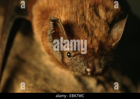 Subedema bat (Eptesicus serotinus), ritratto Foto Stock