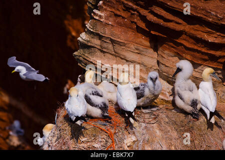 Northern gannet (Sula bassana, Morus bassanus), con squeeker nella colonia di allevamento, Germania, Schleswig-Holstein, Isola di Helgoland Foto Stock