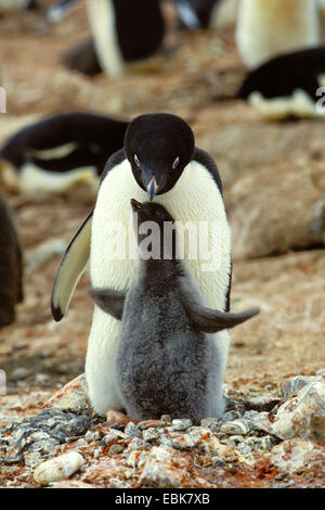 Adelie penguin (Pygoscelis adeliae), chick abbracciando padre/madre, Antartide, Speranza Bay Foto Stock