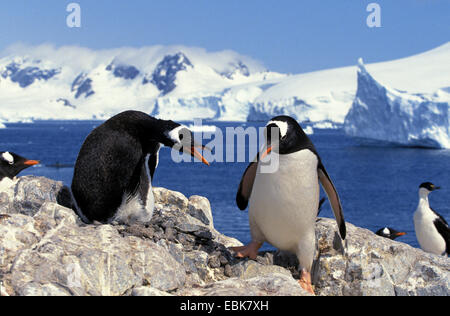 Pinguino gentoo (Pygoscelis papua), difendendo il nido, in Antartide, Penisola Antartica Foto Stock