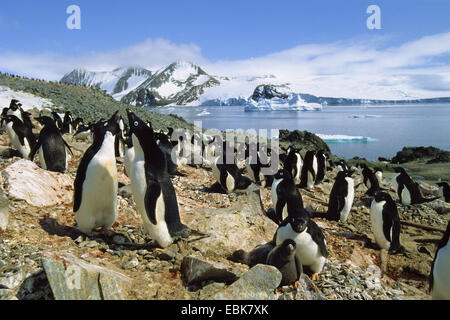 Adelie penguin (Pygoscelis adeliae), Adelie colonia di pinguini, Antartide, Speranza Bay Foto Stock