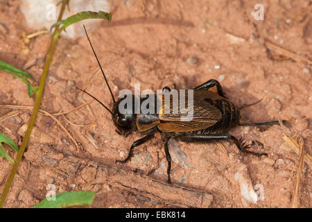 Campo cricket (Gryllus campestris), femmina, Germania Foto Stock
