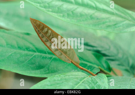 Lungo il pepe, impianto medico, impianti medici, pianta medicinale, piante medicinali, erboristeria, pianta utile, piante utili, omeopatia, medicina tradizionale medicina popolare (Piper longum), foglie Foto Stock