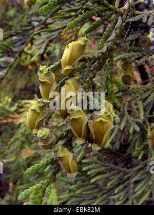 Thuja giapponese (Thuja standishii), il ramo con i coni Foto Stock