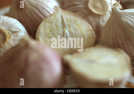 Wild leek, elefante aglio, impianto medico, impianti medici, pianta medicinale, piante medicinali, erboristeria, pianta utile, piante utili, omeopatia, medicina tradizionale medicina popolare (Allium ampeloprasum), cipolle Foto Stock