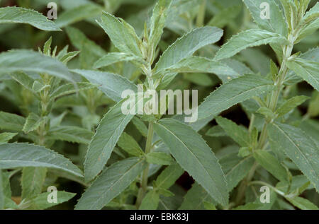 Cavallo di menta, menta argento, impianto medico, impianti medici, pianta medicinale, piante medicinali, erboristeria, pianta utile, piante utili, omeopatia, medicina tradizionale medicina popolare (Mentha longifolia), foglie, Germania Foto Stock