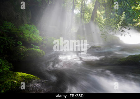 La nebbia di foresta creek, in Germania, in Sassonia, Vogtlaendische Schweiz Foto Stock