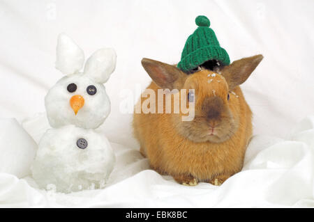 Netherland Dwarf (oryctolagus cuniculus f. domestica), coniglio con coniglio di neve Foto Stock