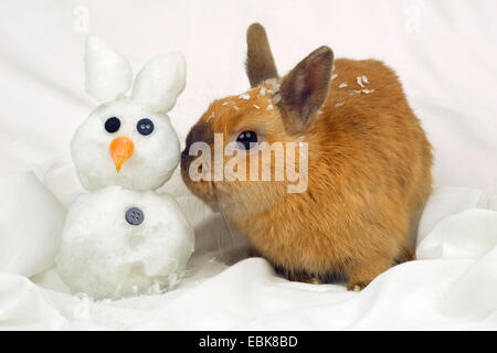 Netherland Dwarf (oryctolagus cuniculus f. domestica), coniglio con coniglio di neve Foto Stock