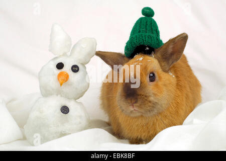 Netherland Dwarf (oryctolagus cuniculus f. domestica), coniglio con coniglio di neve Foto Stock