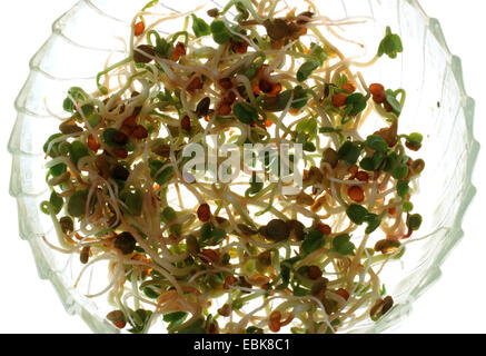 Fenugreek (Trigonella foenum-graecum), Piantine di fienogreco, lenticchie e ravanelli Foto Stock