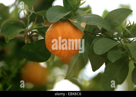 Trifoliate arancione (Poncirus trifoliata), la frutta in una struttura ad albero Foto Stock