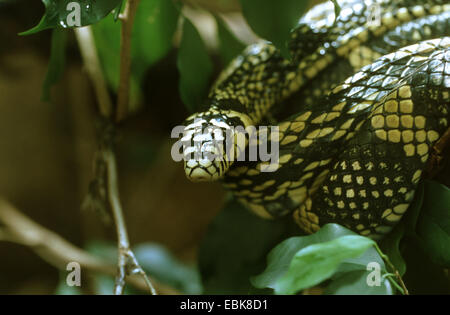 Pollo tropicali snake (Spilotes pullatus), ritratto Foto Stock