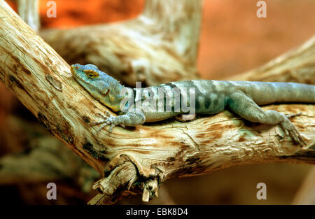 Baja blue rock lizard (Petrosaurus thalassinus), giacente su di un ramo Foto Stock