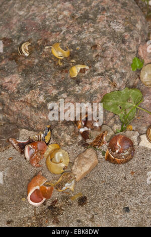 Tordo bottaccio (Turdus philomelos), la via di una canzone trush, fracassato le lumache, Germania Foto Stock