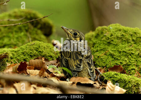 Tordo bottaccio (Turdus philomelos), seduto sul pavimento della foresta, in Germania, in Baviera, Oberpfalz Foto Stock