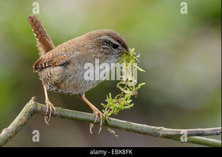 Winter wren (Troglodytes troglodytes), seduto su un ramo con moss nel becco, in Germania, in Renania settentrionale-Vestfalia Foto Stock