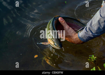 La trota arcobaleno (Oncorhynchus mykiss, Salmo gairdnerii), di essere messo di nuovo in acqua da parte di un pescatore a mosca, in Germania, in Baviera Foto Stock