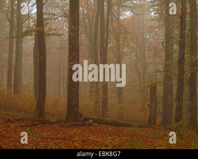 Bosco autunnale di maggiore Vosges, Francia, Alsazia, montagne Vosges Foto Stock