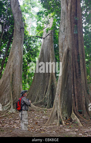 Uomo che guarda un albero tropicale con radici quadrate, Thailandia, Khao Sok National Park Foto Stock