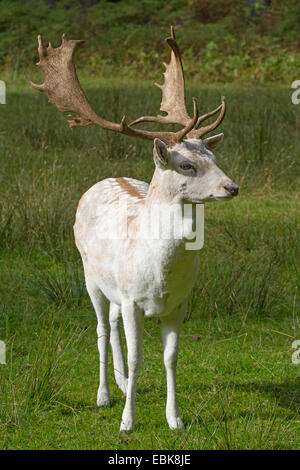 Daini (Dama Dama, Cervus dama), morphe bianco di un cervo Foto Stock