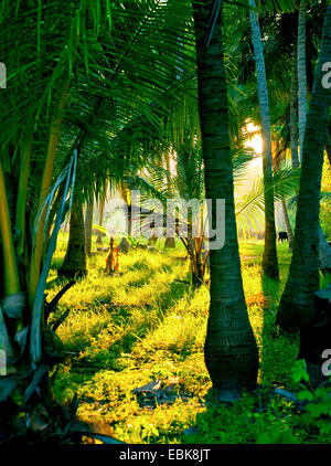 Sole di sera in una nebbiosa foresta pluviale Foto Stock