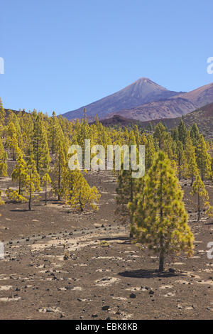 In canarie pine (Pinus canariensis), la foresta di pini al Teide, Isole Canarie, Tenerife, Parco Nazionale del Teide Foto Stock