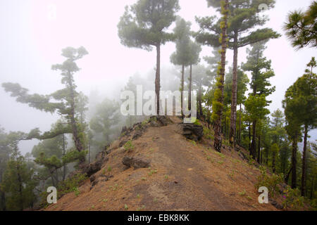 In canarie pine (Pinus canariensis), la nervatura della Caldera de Taburiente , Isole Canarie La Palma, Hoya Grande Foto Stock