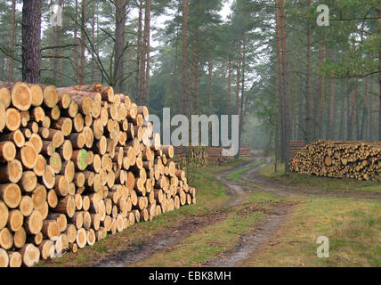 Pino silvestre, pino silvestre (Pinus sylvestris), la pila di blocchi in corrispondenza di una strada forestale, Germania, Bassa Sassonia Foto Stock
