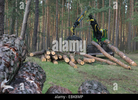 Pino silvestre, pino silvestre (Pinus sylvestris), lo spedizioniere con il legname, Germania, Bassa Sassonia Foto Stock