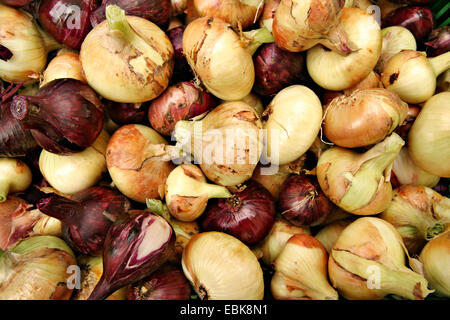 Giardino la cipolla, il bulbo di cipolla, cipolla comune (Allium cepa), diverse le cipolle, Germania Foto Stock