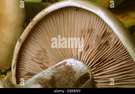 Legno (blewit Lepista nuda), la parte inferiore di un cappello di branchie, Germania Foto Stock