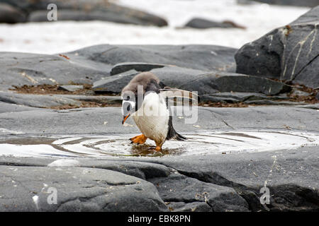 Pinguino gentoo (Pygoscelis papua), giovane bird moulting e camminare attraverso la pozzanghera, Antartide Foto Stock