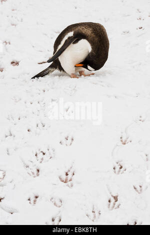 Pinguino gentoo (Pygoscelis papua), toelettatura nella neve, Antartide Foto Stock