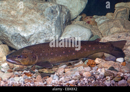 La trota fario trota di fiume, trota di fiume (Salmo trutta fario), milkner su acqua suolo coperto di calcari, Germania Foto Stock