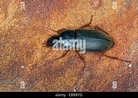 Seme di fragola Beetle (Harpalus rufipes, Pseudoophonus rufipes, Pseudophonus rufipes, Harpalus pubescens), Germania Foto Stock