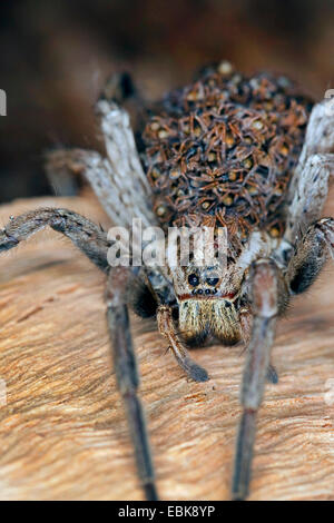 Falso tarantula (Hogna radiata, Lycosa radiata, Tarentula balearica), femmina con i ragazzi sulla sua schiena, Francia, Corsica