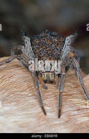 Falso tarantula (Hogna radiata, Lycosa radiata, Tarentula balearica), femmina con i ragazzi sulla sua schiena, Francia, Corsica Foto Stock