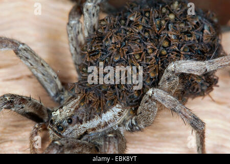 Falso tarantula (Hogna radiata, Lycosa radiata, Tarentula balearica), femmina con i ragazzi sulla sua schiena, Francia, Corsica Foto Stock