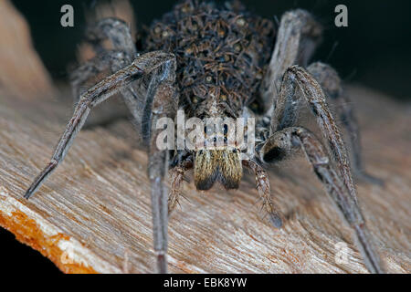 Falso tarantula (Hogna radiata, Lycosa radiata, Tarentula balearica), femmina con i ragazzi sulla sua schiena, Francia, Corsica Foto Stock