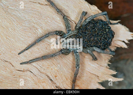 Falso tarantula (Hogna radiata, Lycosa radiata, Tarentula balearica), femmina con i ragazzi sulla sua schiena, Francia, Corsica Foto Stock