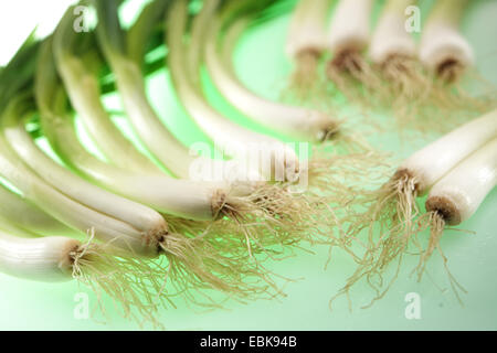 Welsh onion (Allium fistulosum), giacente su una scheda Foto Stock