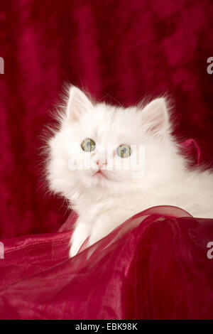 Il gatto domestico, il gatto di casa (Felis silvestris f. catus), Highlander gattino in rosso Foto Stock