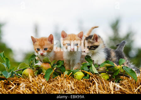 Il gatto domestico, il gatto di casa (Felis silvestris f. catus), tre gattini seduto su una corona di paglia dekorated con rami di apple, Germania Foto Stock