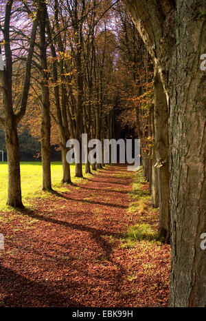 Comune di ippocastano (Aesculus hippocastanum), Vicolo di castagno, Germania, Bassa Sassonia Foto Stock