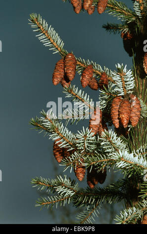 Il serbo Abete (Picea omorika), rami con coni Foto Stock