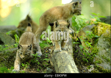 Eurasian (Lynx Lynx lynx), ragazzi sul log, Germania Foto Stock