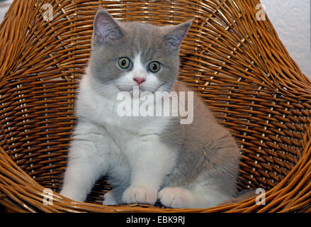 British Shorthair (Felis silvestris f. catus), undici mesi in gattino fulvo tortie white seduto in una sedia basket Foto Stock