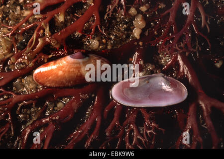 Liscia (Wedge-Shell Donax variegatus), gusci tra alghe nella sabbia Foto Stock